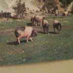 エル ブランシュ - 