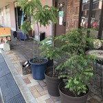 Spice&Dining KALA - カレーリーフ育ってますね〜