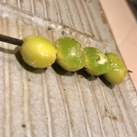 焼鳥 おみ乃 - 