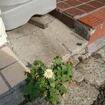 プラバート - お店の前に珍しいシロバナタンポポ