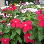 鎌倉パスタ - 植えてあった、日日草 （にちにちそう）