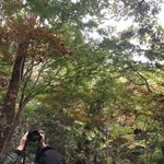 Setsugekka - 紅葉の見頃にはもう少し時間がかかりそうです…。11/3現在。