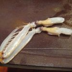 鮨匠 のむら - ゆでたてシャコの爪 2011.09