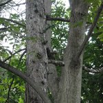 バローレ - Sep 13 2011