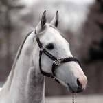 カフェ&バー ゴールドシップ - 