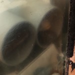 鰻はし本 - 池神様