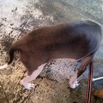 バーガーマニア - ワン子が遊びに来てくれました