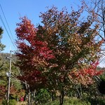 鹿野庵 - 紅葉が始まった樹木