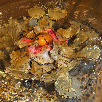 焼肉匠 勝善 - 