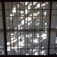 招福樓 本店 - 障子に映る木々