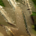 酒菜坊 橋蔵 - さより刺＆つぶ貝刺　ズームアップ