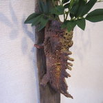 旬菜 和花 - おこぜの花器？