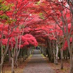 ペンギン ベーカリー - 平岡樹芸センターの紅葉