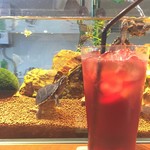 Aquarium bar Kind - 