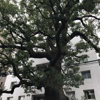 クリマ ディ トスカーナ - お店の前の大きな楠。立派です(´∀｀)