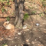 味道広路 - かわいい看板犬