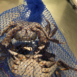 エスパイ クック コウベ - オス