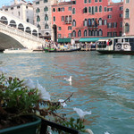 Altana, SPLENDID VENICE - 夕方のリアルト橋とカモメ