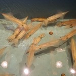 いか天国 - ついさっき届いた イカ達♩