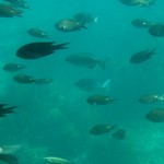 Umi No Marushe Tateyama - 海中観光船の中から見た海の中
                        自然の水族館です♪
                        ※お店のすぐ近くに、海中観光船の乗り場があります