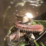 島おでん たから - 