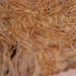 関 - 畳鰯アップ