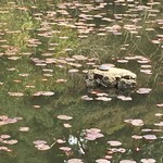 Kasugano Chaya - 鯉沢の池