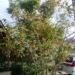 菓子工房 えとわぁる - お店の入口に植えてありました。