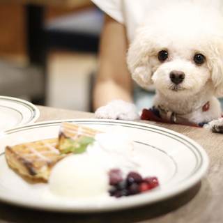 ワンちゃんもご一緒に楽しめる♪豪華なプレートをどうぞ☆
