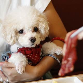 Yakiniku (Grilled meat) restaurant where you can eat with your beloved dog who is your “family”