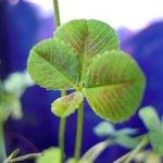 らあめん クローバー - 