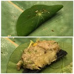 MAISON LAFITE - 和牛のリエットはレモンのコンフィチュール等が合わされ、ナスタチュームの葉と共に頂きます。