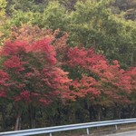 山小屋食堂 - 箱根？いえいえ鮎沢PAで紅葉狩り～