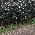 すずめ庵 - 今が旬な椿ロード