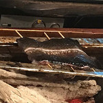 うなぎ屋酒坊・画荘 越後屋 - 