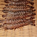 鮨 さかい - (18)車海老(佐賀県呼子産)
      産卵期は初夏～初秋、旬は初夏～初秋。
      まだ生きてます。