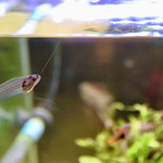 もっくもっく - もっくもっくのペット。･･･。