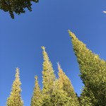 アクアヴィット - 