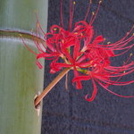 野嵯和 - 壁の花