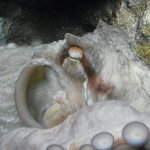 Dougenzaka Kokkuman - 寝ているオオダコ＠サンシャイン水族館