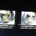 h Dougenzaka Kokkuman - 宇宙人のようなアザラシの写真＠サンシャイン水族館