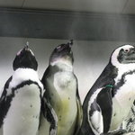 h Dougenzaka Kokkuman - ペンギンも眠い＠サンシャイン水族館