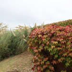 Al Cairoli - 公園のパンパース・グラス