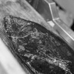 うを徳 - 蝦夷地利尻（えぞぢりしり）の牙鮃（ひらめ）、八百匁（≒3kg）