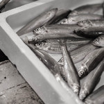 うを徳 - 江州琵琶湖（あふみびはこ）の諸子（もろこ）