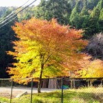 鳥居茶屋 - 綺麗な紅葉