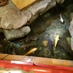 井筒亀 - 店内を泳ぐ鯉、近づくと寄ってきます
