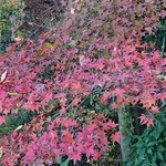 江戸三 - 紅葉♪うつくしい
      