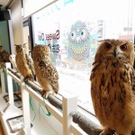 フクロウカフェ スイートアウル - 窓際にベンガルズ！