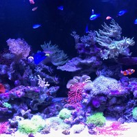 キュイジーヌ 福の舞 - アクアリウムゾーンの部屋